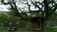 Foto: De Djawatan merupakan hutan lindung milik Perhutani KPH Banyuwangi Selatan. Sejak zaman Belanda, ini adalah Tempat Penimbunan Kayu (TPK) dari hasil hutan milik Perhutani di kawasan selatan Banyuwangi (Ardian Fanani/detikTravel)