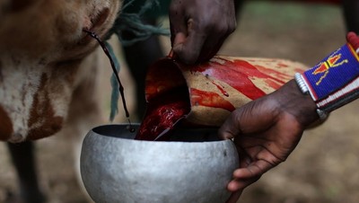 Foto: Minum Darah Banteng yang Ngeri