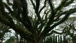 Foto: Kembaran Hutan Fangorn Lord of The Rings di Banyuwangi