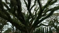 Foto: Hutan lindung ini pun kini berubah menjadi destinasi wisata. Sarana dan prasarana mulai dibangun, namun tentunya tidak merusak kondisi lingkungan sekitar (Ardian Fanani/detikTravel)