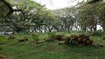 Foto: Kembaran Hutan Fangorn Lord of The Rings di Banyuwangi