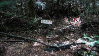 Foto: Saking banyaknya orang yang bunuh diri di Hutan Aokigahara, petugas sampai memasang garis pembatas agar pengunjung tidak memasuki kawasan tersebut. (aokigaharaforest.com)