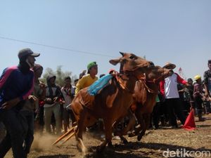 HUT RI, Ribuan Warga Antusias Nonton Puluhan Sapi Beradu Cepat