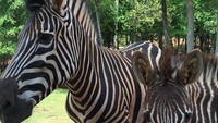 Foto: Gal Gadot juga penyayang binatang. Ia sempat mengunggah foto zebra yang sudah ia beri makan dan mengajak followers untuk melindungi hewan liar (gal_gadot/Instagram)