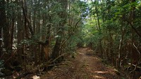 Foto: Hutan Aokigahara terkenal sepi. Suasananya juga mencekam. Kasus bunuh diri di Hutan Aokigahara sudah ada sejak tahun 1950-an. Sejak itu, ratusan orang mengakhiri hidupnya di hutan ini. (aokigaharaforest.com)