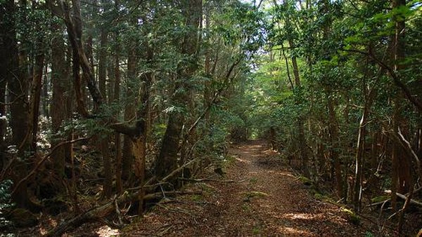 Foto: Ini Hutan Tempat Youtuber Bikin Vlog Mayat Bunuh Diri