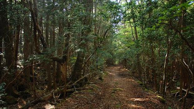 Aokigahara, Bunuh Diri dan Popularitas