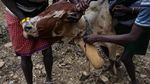 Foto: Minum Darah Banteng yang Ngeri