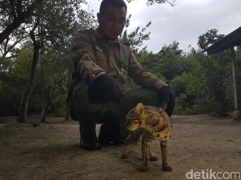 Kucing ini didapat dari seorang warga di Rangkasbitung