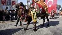 Dalam Selcuk-Efes Camel Wrestling Festival, tidak hanya memperlombakan adu unta. Tetapi juga mengadakan parade dan kontes kecantikan unta (Foto: Osman Orsal/REUTERS)