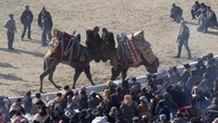 Festival ini bernama Selcuk-Efes Camel Wrestling Festival. Kegiatan ini diadakan di Kota Selcuk, Turki  (Foto: Osman Orsal/REUTERS)