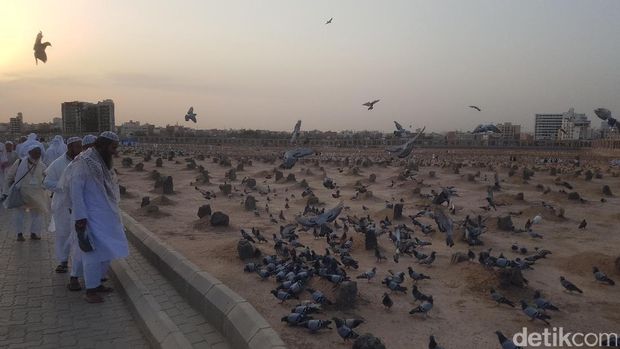 Bagi yang sudah pergi ke Tanah Suci, tentu tidak asing dengan merpati-merpati di sekitar Masjidil Haram Mekah maupun Masjid Nabawi Madinah.