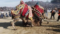 Unta-unta yang ikut dalam perlombaan ini adalah unta terlatih. Biasanya pemilik unta kaan melatih unta semenjak kecil, khusus untuk mengikuti perlombaan ini (Foto: Osman Orsal/REUTERS)