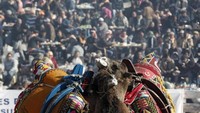 Nantinya dua ekor unta yang akan bertanding akan diadu. Mereka akan bergulat selama 10 menit. Pemenangnya ditentukan dari unta yang terjatuh ke tanah, ataupun yang lari selama pertandingan (Foto: Osman Orsal/REUTERS)