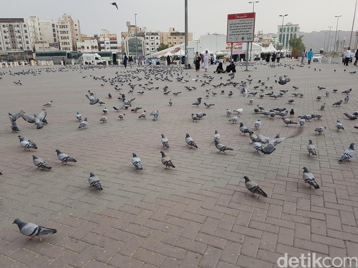 Bagi yang sudah pergi ke Tanah Suci, tentu tidak asing dengan merpati-merpati di sekitar Masjidil Haram Mekah maupun Masjid Nabawi Madinah. Bagi yang sudah pergi ke Tanah Suci, tentu tidak asing dengan merpati-merpati di sekitar Masjidil Haram Mekah maupun Masjid Nabawi Madinah.