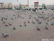 Potret Kawanan Burung Merpati yang Dimuliakan di Tanah Suci