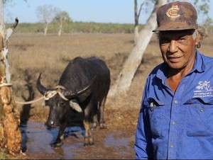 Kisah Para Pemburu Kerbau Liar di Australia Utara
