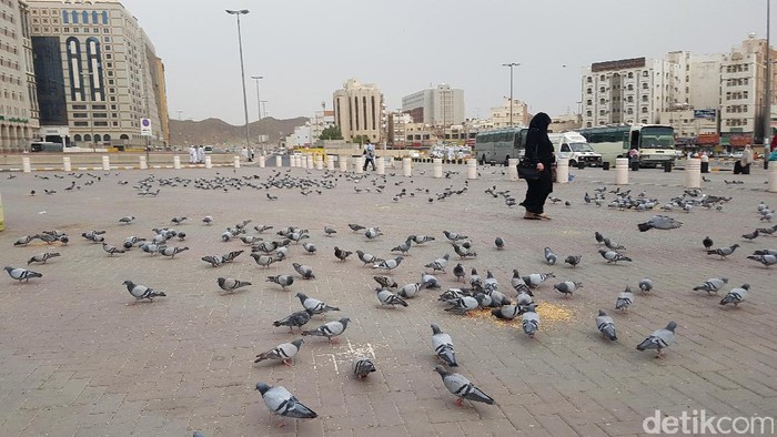 Bagi yang sudah pergi ke Tanah Suci, tentu tidak asing dengan merpati-merpati di sekitar Masjidil Haram Mekah maupun Masjid Nabawi Madinah.
