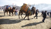 Festival ini akan menghadirkan pergulatan 150 ekor unta yang nantinya akan diadu dihadapan 20.000 penonton dari berbagai daerah (Foto: Osman Orsal/REUTERS)