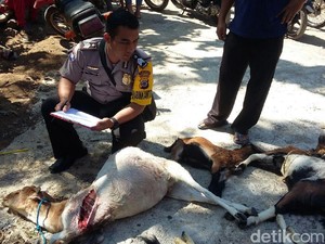 Jadi Incaran Anjing Liar,  Polisi Imbau Warga Ungsikan Ternaknya