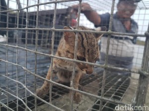 Warga Jambi Serahkan Kucing Hutan ke BKSDA