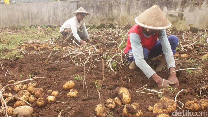Embun Es masih Ancam Petani Kentang Dieng
