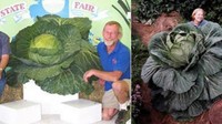 Ini adalah kubis hijau yang terbesar di bumi. John evans dari Alaska yang menanam sayuran ini. Ia adalah pemegang 7 rekor dunia untuk sayuran raksasa, dan menanam kubis hijau ini pada tahun 1998. Foto: Istimewa