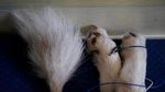 Foto: Akupuntur Khusus Kucing dan Anjing