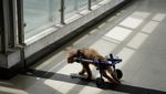 Foto: Akupuntur Khusus Kucing dan Anjing