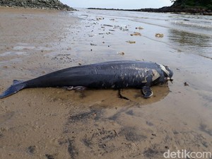 Lumba-lumba Ditemukan Mati di Pantai Melawai Balikpapan