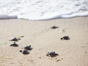 500 Ekor Tukik Dilepas di Pantai Sarangan Bali