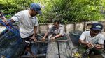 Mencari Tuntong Laut Aceh, Salah Satu Reptil Terlangka di Dunia