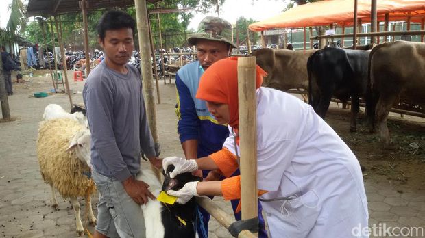 Pemeriksaan hewan kurban di Yogyakarta.