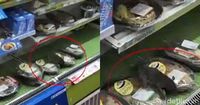 Tikus yang menyelinap ke dalam sela-sela bungkus makanan.