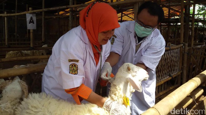 Waspadai Antraks, Pemkot Yogyakarta Periksa Hewan Kurban