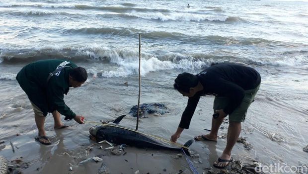 Lumba-lumba ditemukan mati di Pantai Melawai, Balikpapan.