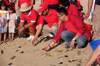 500 Ekor Tukik Dilepas di Pantai Sarangan Bali