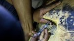 Mencari Tuntong Laut Aceh, Salah Satu Reptil Terlangka di Dunia