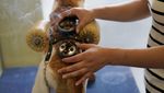 Foto: Akupuntur Khusus Kucing dan Anjing