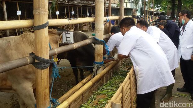 Pemeriksaan hewan kurban di Yogyakarta.