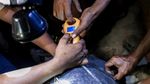 Mencari Tuntong Laut Aceh, Salah Satu Reptil Terlangka di Dunia