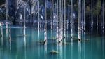 Foto: Bukan Ikan, Danau Ini Berisi Hutan