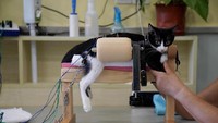 Setelah 4 sesi dari akupuntur ini kucingnya bisa berjalan sekarang, melompat dan bahkan bertarung dengan kucing lain (Aly Song/Reuters)