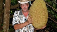 Pemecah rekor buah nangka terbesar ini ada pada tahun 2003 dan masih jadi rekor nangka terbesar hingga kini. George dan Margaret Schattauer dari Hawaii menanam buah ini. Di tanam di India, buah ini beratnya mencapai 34,6 Kg! Foto: Istimewa