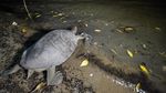 Mencari Tuntong Laut Aceh, Salah Satu Reptil Terlangka di Dunia