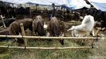 Pedagang Hewan Kurban Mulai Marak