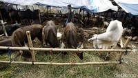 Pedagang tengah memberikan pakan untuk sapi-sapinya.