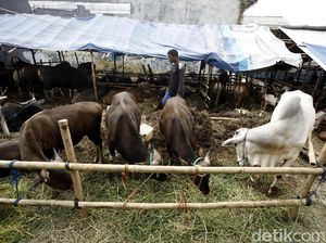 Catat! Ini Ciri-ciri Hewan Kurban yang Sehat