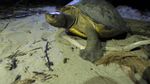 Mencari Tuntong Laut Aceh, Salah Satu Reptil Terlangka di Dunia