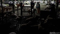 Di Pusdiklat Depnaker, Jakarta Timur, sejumlah pedagang mulai menjual hewan kurban.